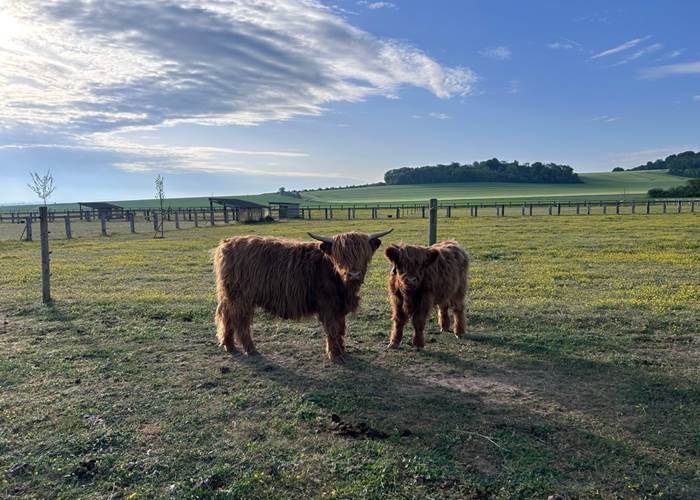 Vaches Highland