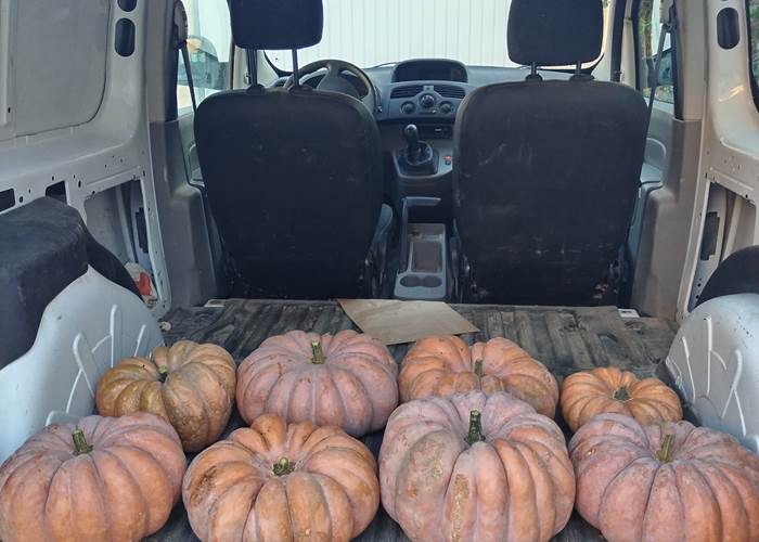 La fête de la courge se prépare à Mailhac