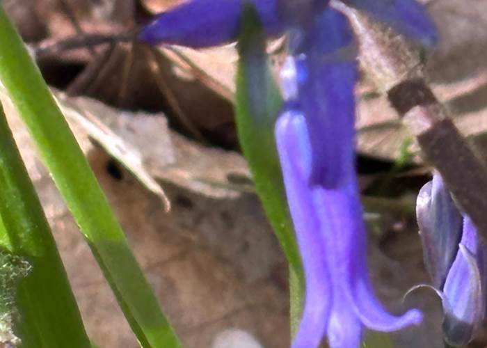 Les premières jacinthes des bois