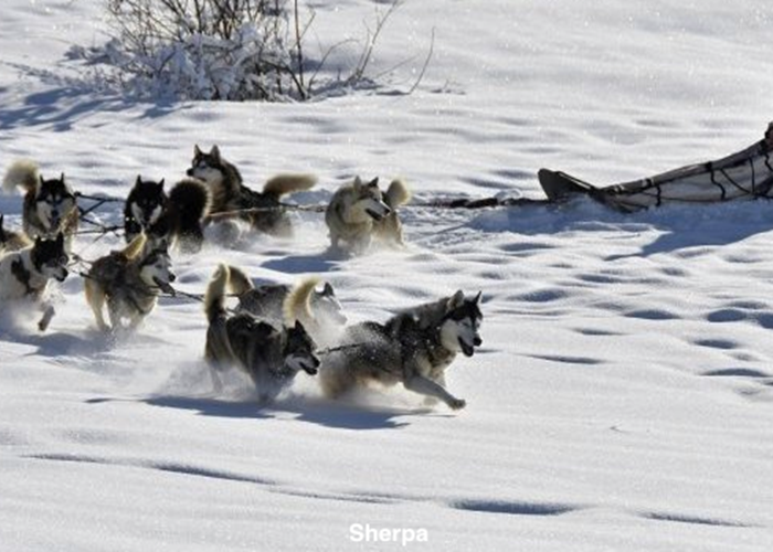 chien traineau redim