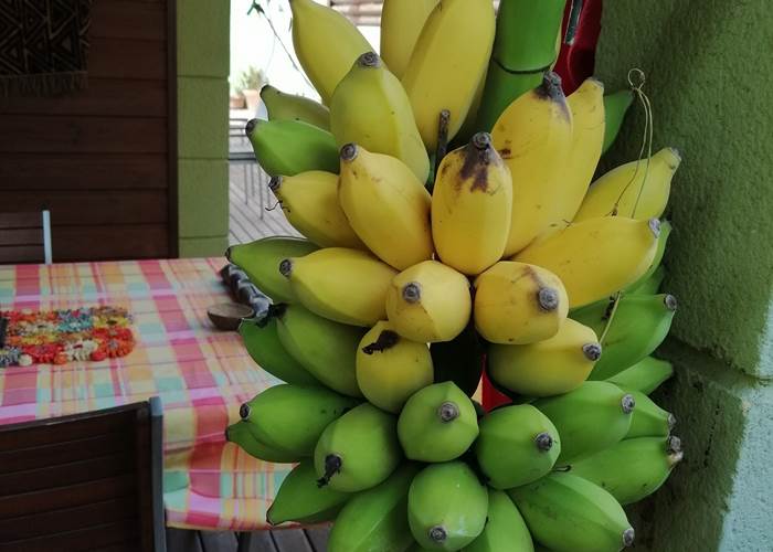les-bananes-du-jardin-agrementent-les sejours-a-cazadodo-sud-reunion.jpg