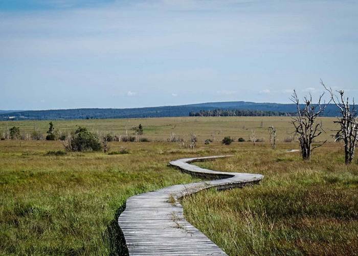 Les caillebotis de la Fagne
