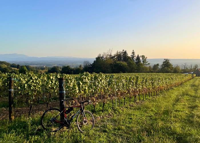 Balade en vélo dans les vignes