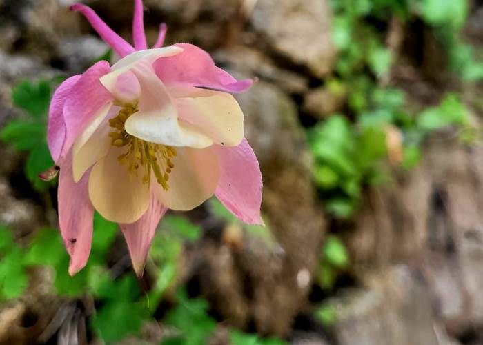 chambre-hotes-bretagne-cap-frehel-dinan