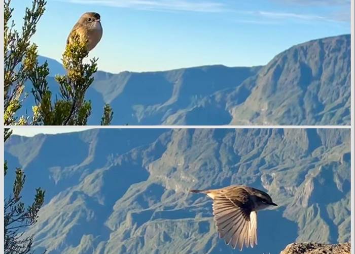 Oiseaux  au sommet de la Roche Ecrite