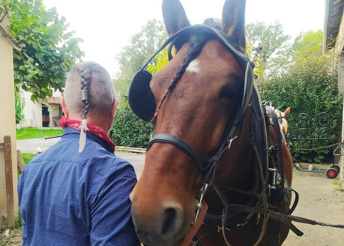 Elvis, notre brave cheval de trait comtois