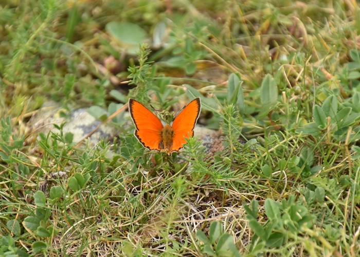 papillon-  annick gautier