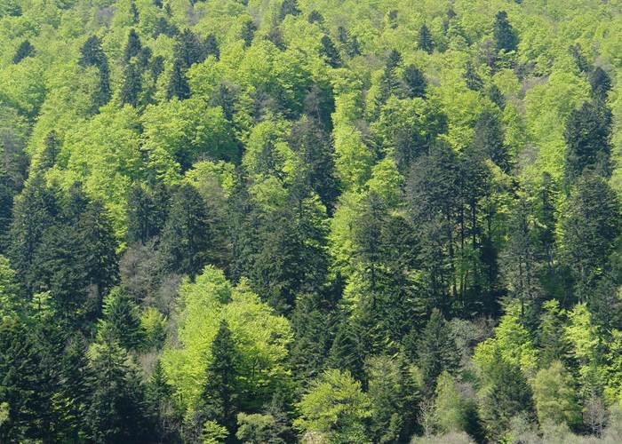 Forêt, Vosges-page