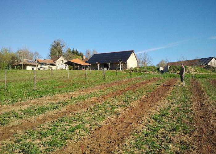 druiven planten