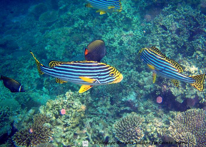 Faune Marine Boraha VIllage Ile Ste Marie Madagascar 10