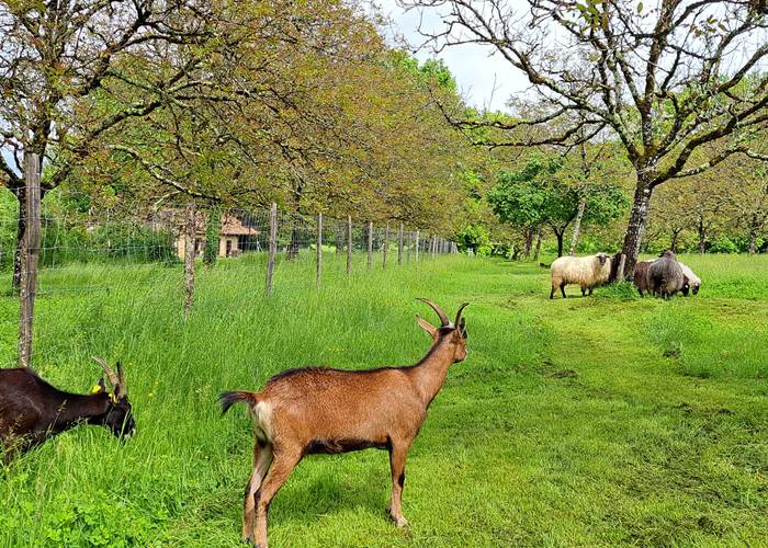 Nos chèvres Rosie et Suzie et nos brebis sous les noyers INYAQAB