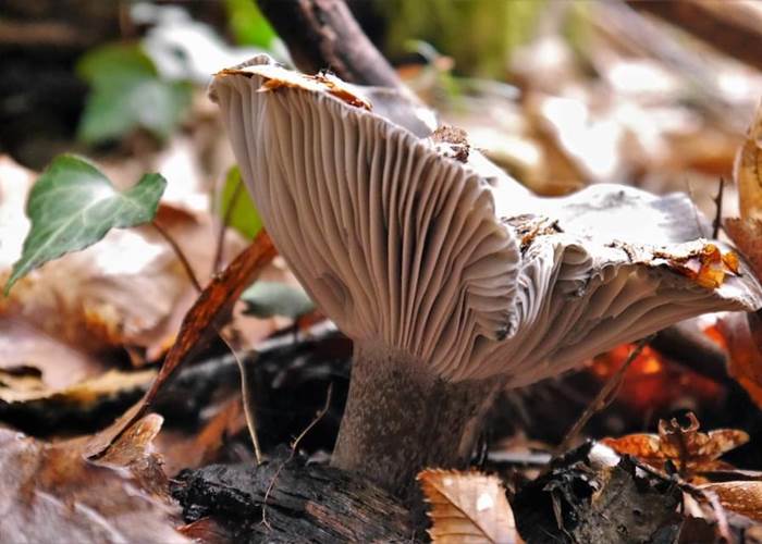 chambresdhote-cueillette-champignons-nature-forets-hautecorreze