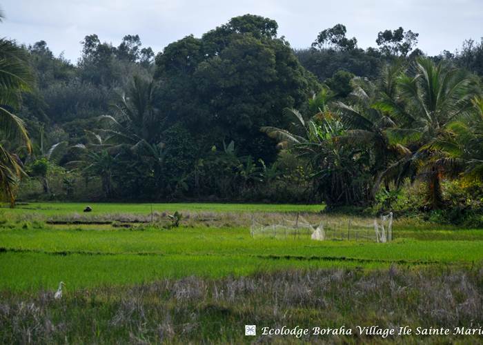 Rizières Ile Ste Marie Madagascar 01