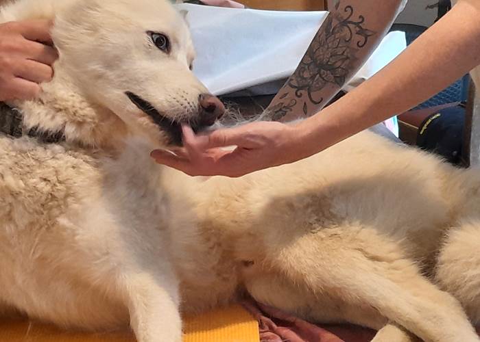 Séance d'ostéopathie pour Andro