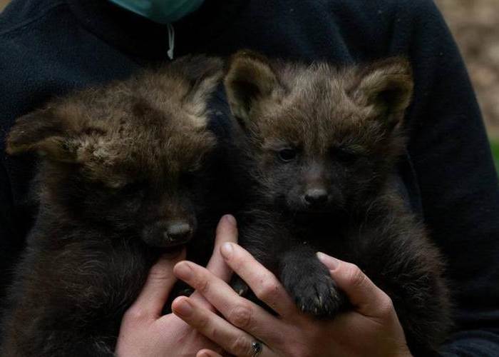 bébés loups