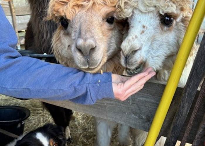 Médiation animale : Apaisement, mieux-être, estime de soi