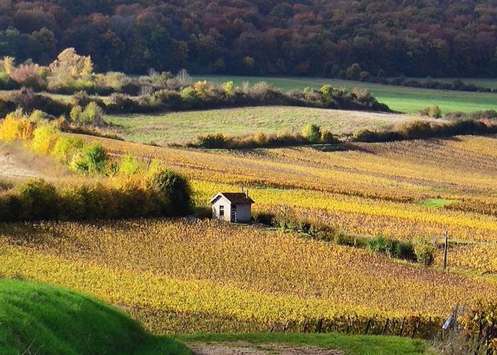 Oenotourisme en Champagne