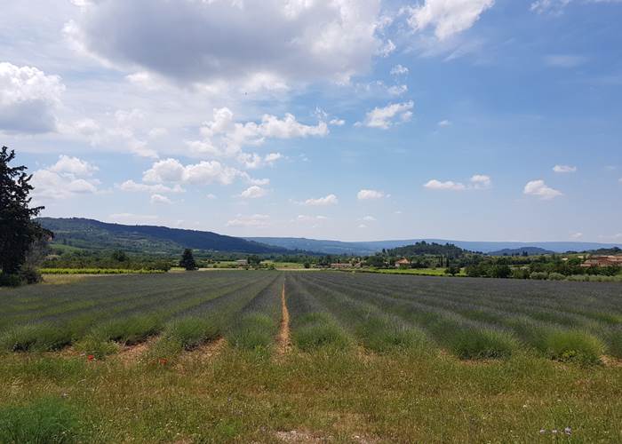 Champs_de_lavande_provence_luberon