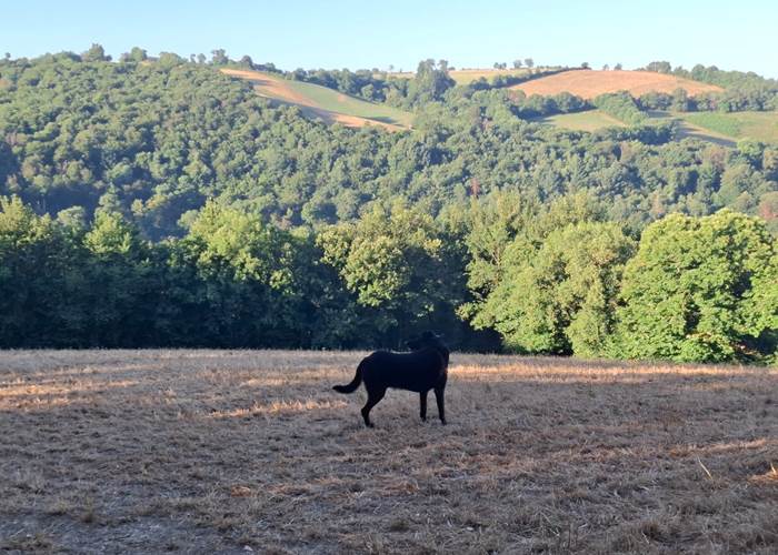 chien-randonnee-paysages-segala-aveyron-centres-saisonnee.jpg