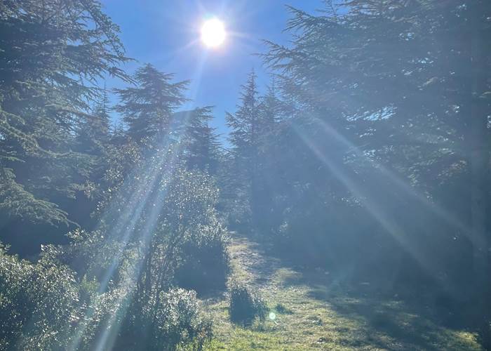 Lumière éclatante en forêt de cèdre