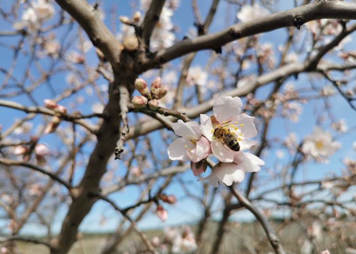 Les abeilles butinent avec enthousiasme
