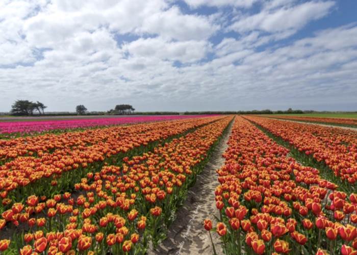Tulipes à La Torche