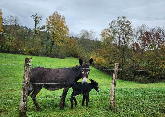 La Maison du Sabotier - Gite Corrèze