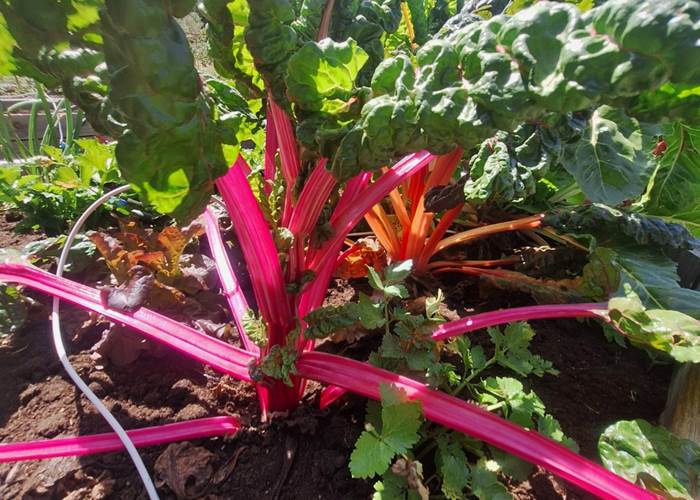 Diversité de plants potagers biologiques cultivés sans pesticides dans les Alpilles en Provence