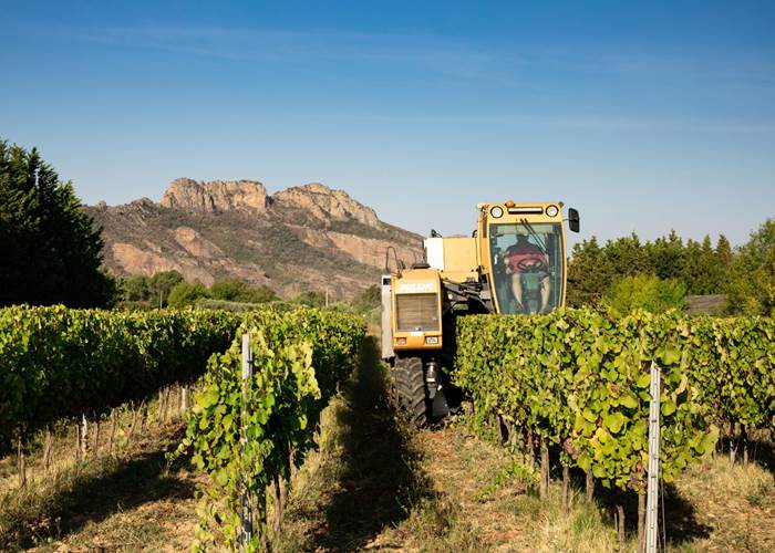 Les vendanges