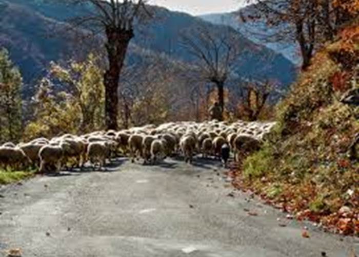 La Transhumance à L'Espérou.... juin 2026