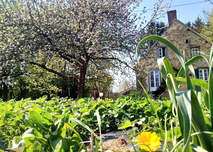 légumes du potager