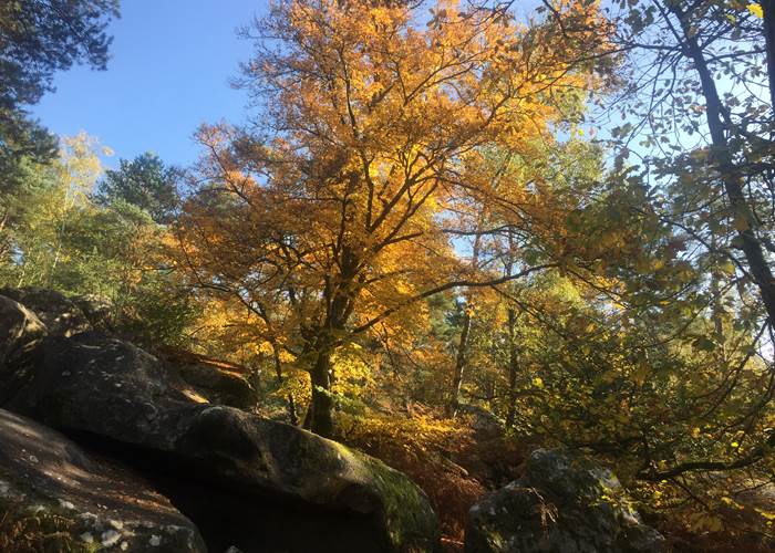 Automne à Bleau