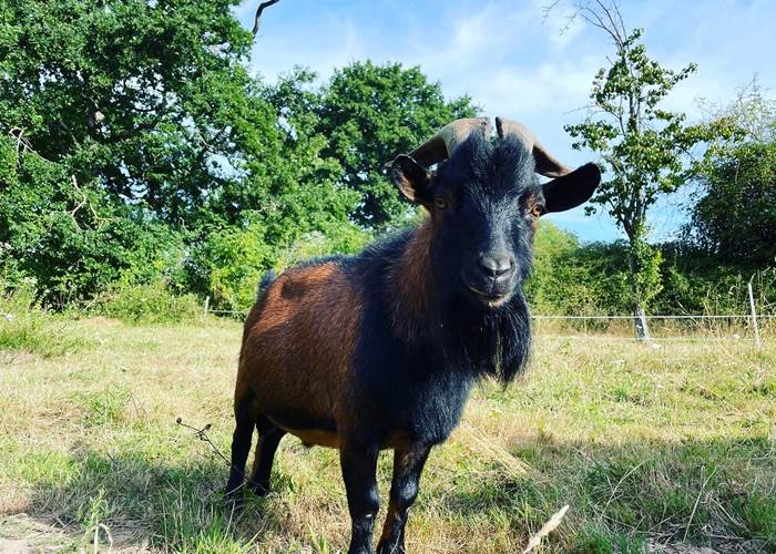 Nono Le Bouc