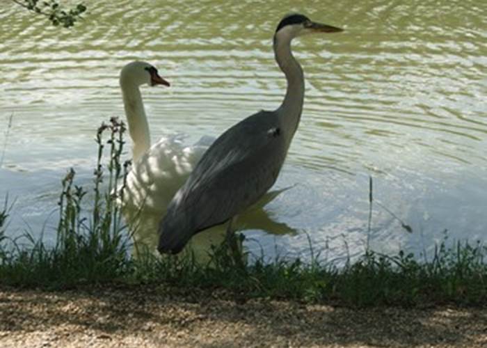 heron
