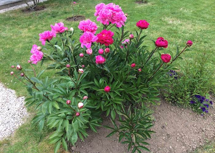 Bouquet de pivoines