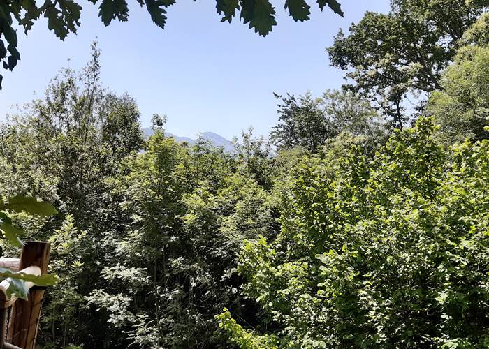 foret riche en diversité