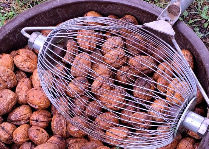 Récolte manuelle des noix bio au domaine INYAQAB