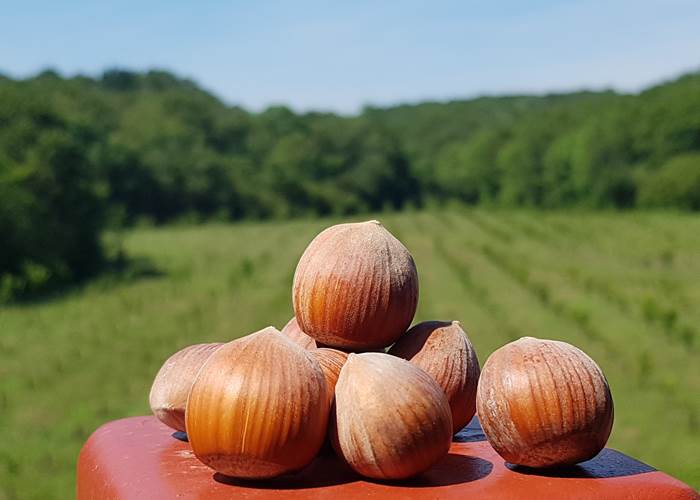 Quelques noisettes