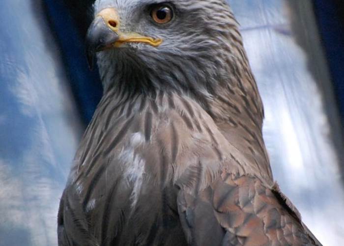 Le Milan Noir - Parc animalier de Serre-Ponçon