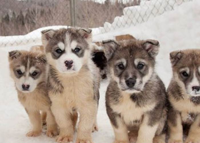apprenti chien de traineaux