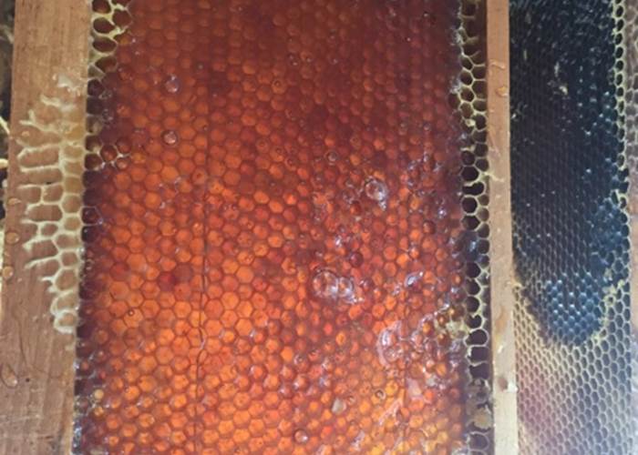 Cadre de hausse rempli de miel avant extraction