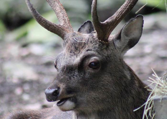 sika 3