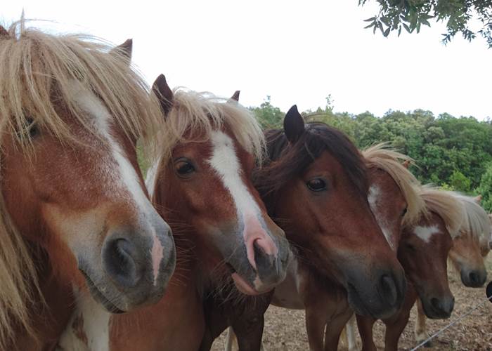 Les poneys Shetland