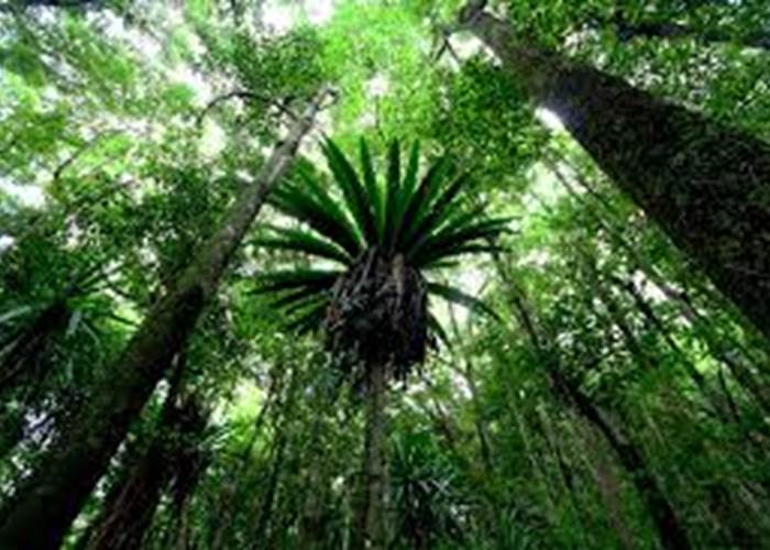 forêt de mare longue