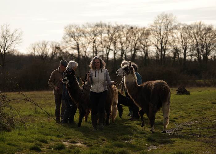 Balade avec les lamas et alpagas Loir-et-Cher 41