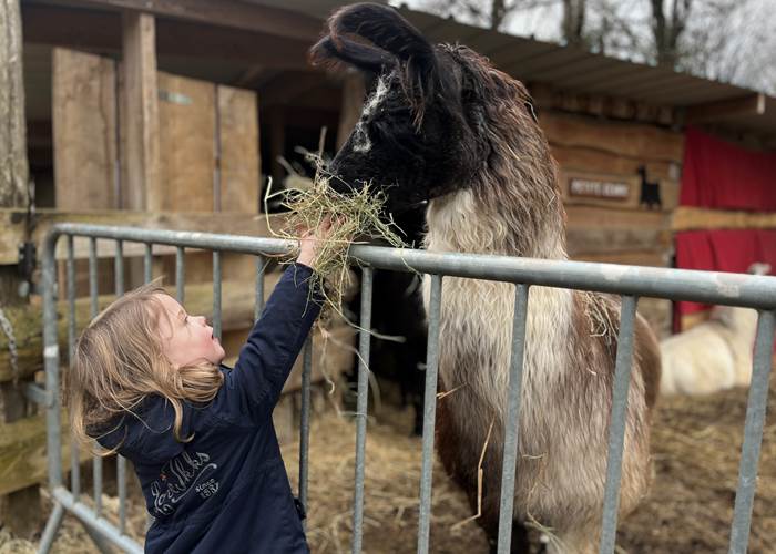 NOURRIR LES LAMAS