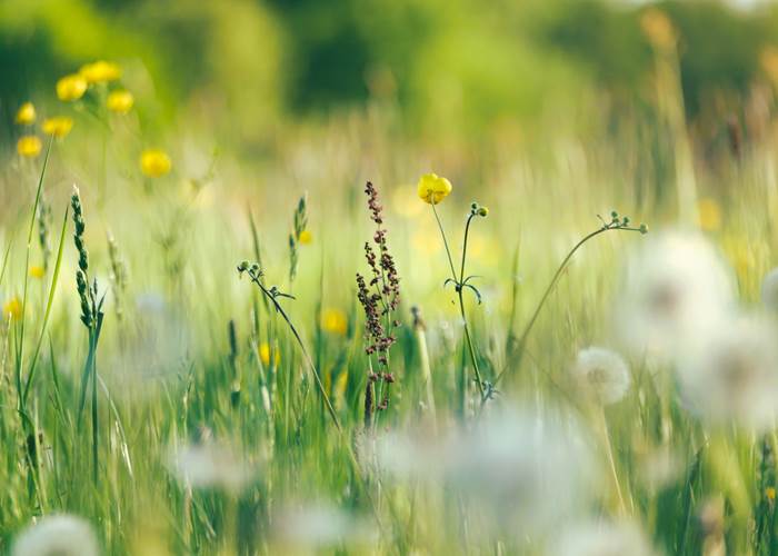 Fleurs sauvages, Vosges-page