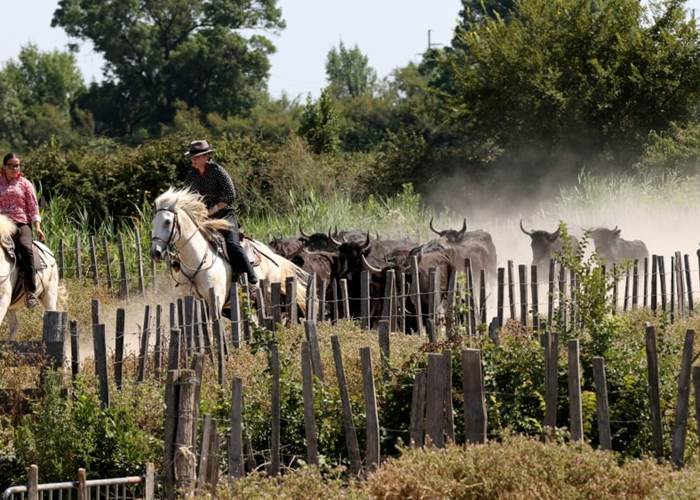 camargue
