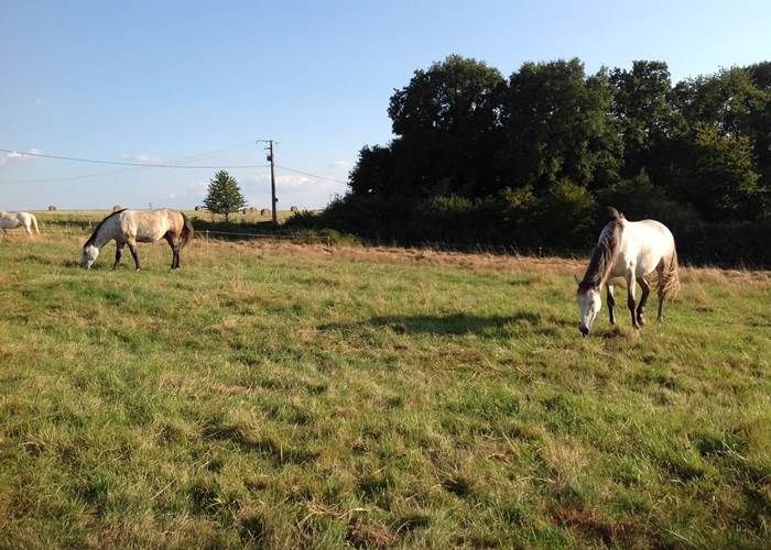 pré cheval