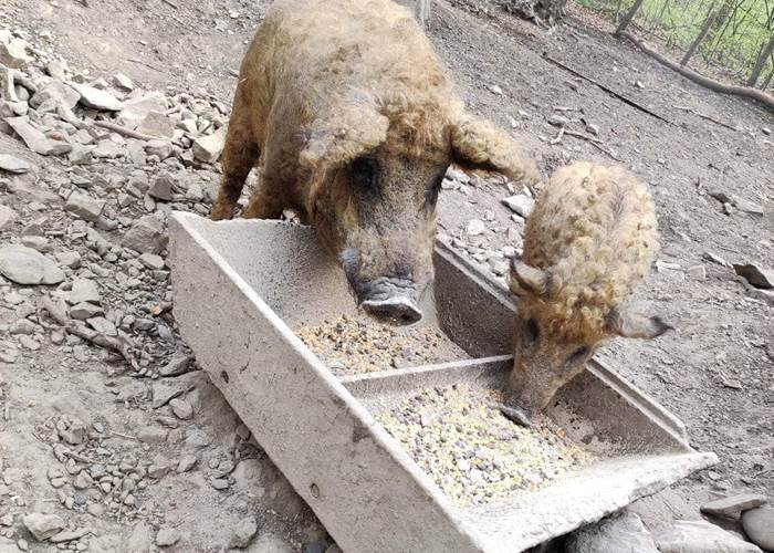 mangalica
